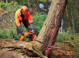 Best Seasonal Cleanup  in Gate City, VA